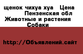 щенок чихуа хуа › Цена ­ 1 000 - Пензенская обл. Животные и растения » Собаки   
